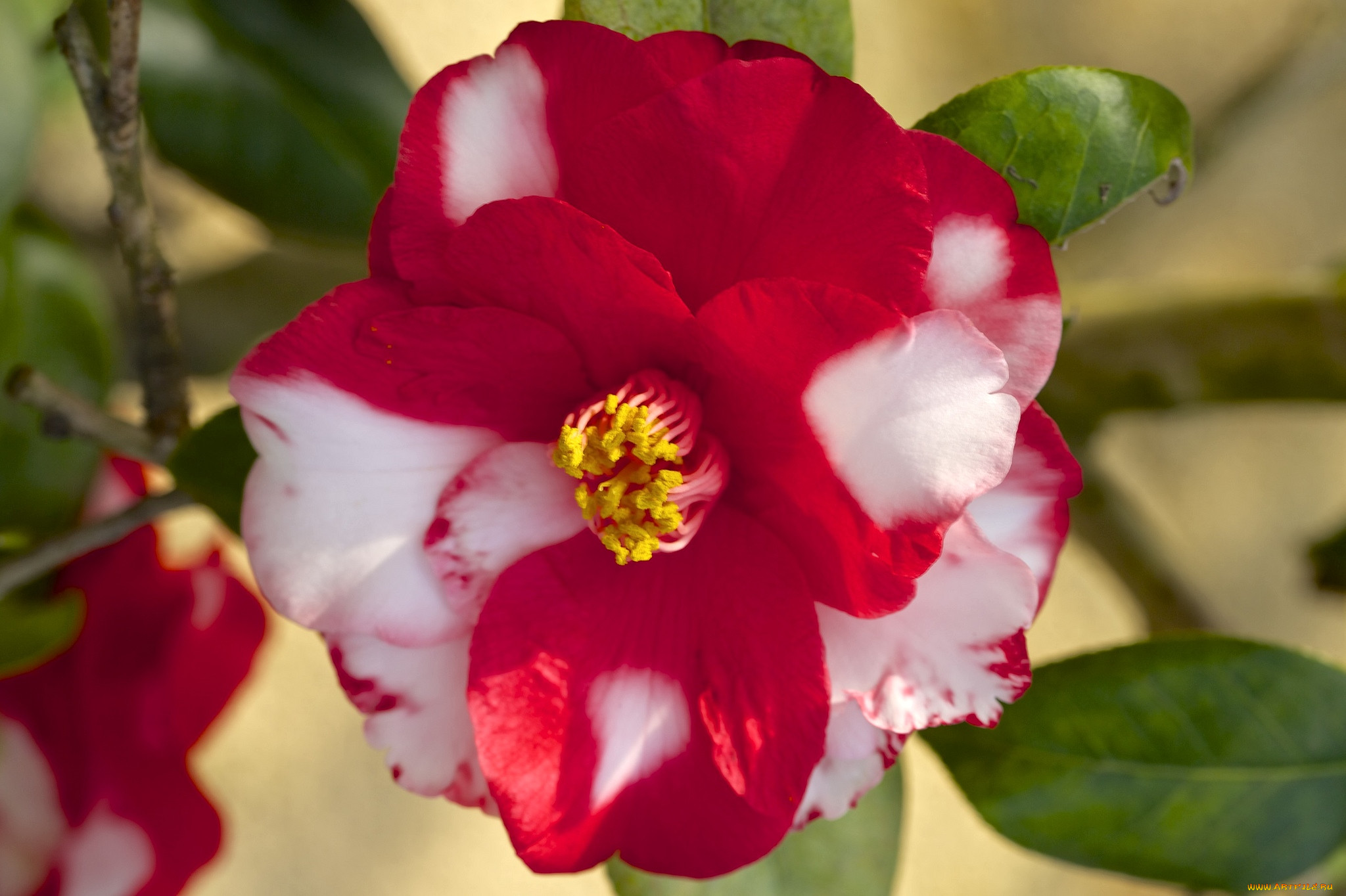 Camellia variegata "Kerguelen". Камелия 6